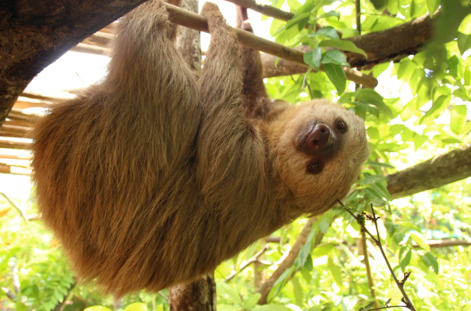 Sloth Sanctuary, Limón Province, Costa Rica